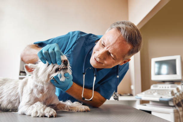 Best Emergency Dental Services Near Me  in Winter Haven, FL